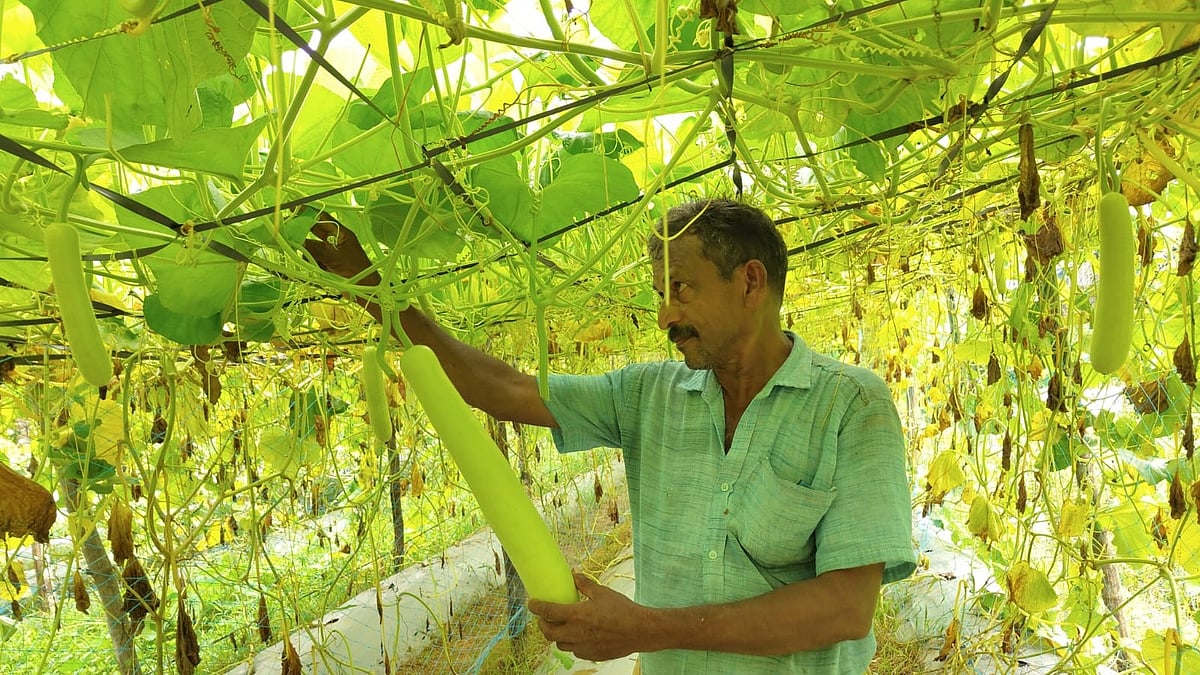 ന്യൂജെന്‍ വഴിയില്‍ രാജന്‍മാഷിന്റെ ജൈവകൃഷി, മള്‍ച്ചിങ് രീതിയിലൂടെ കൊയ്‌തെടുത്തത് നൂറുമേനി; ഓണവിപണിയിലെ താരമായി അധ്യാപകന്‍